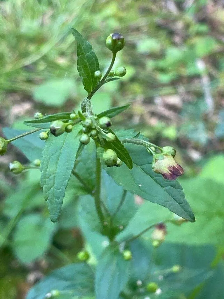 Fedezd fel a Csomós görvélyfű (Scrophularia nodosa) szépségeit és gondozási titkait!