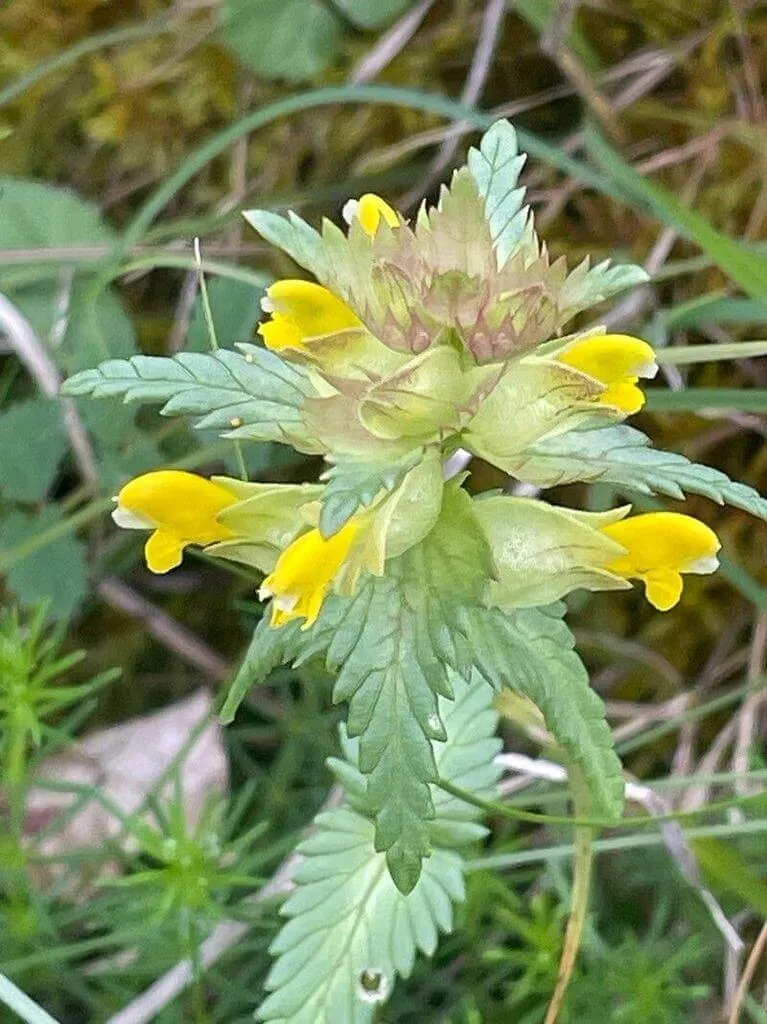 Csörgő kakascímer (Rhinanthus minor): Jellemzők, Gondozás és Szaporítás Csörgő kakascímer (Rhinanthus minor): Jellemzők, Gondozás és Szaporítás