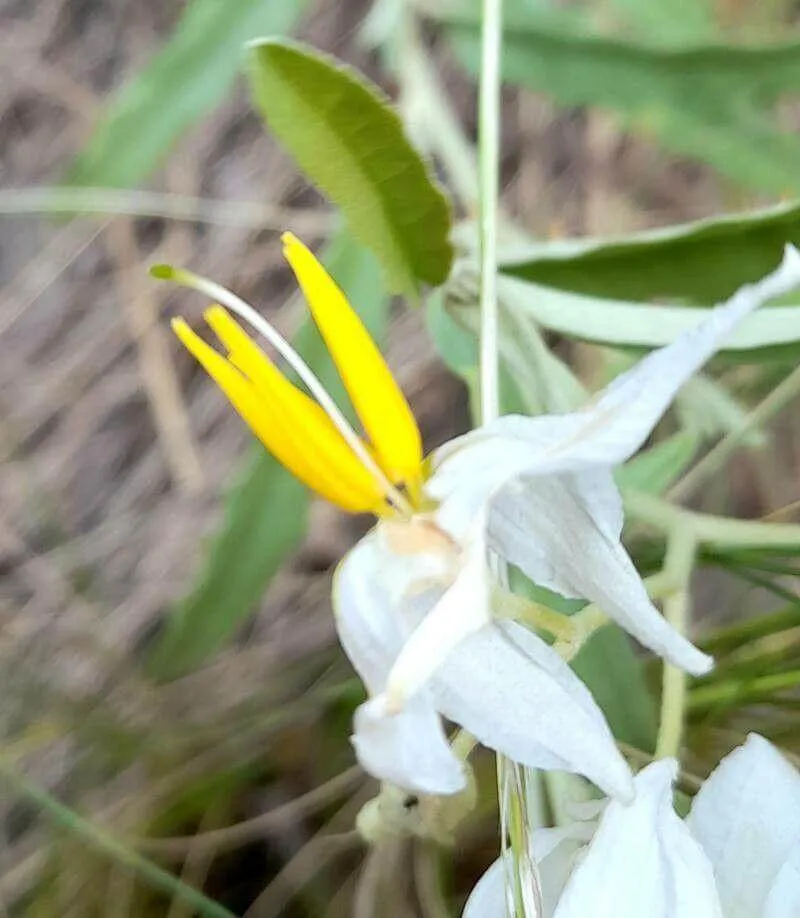 Ismerd meg a Csucsor vagy ebszőlő (Solanum elaeagnifolium) jellemzőit, ültetését, gondozását és teleltetési alapszabályait egy helyen.