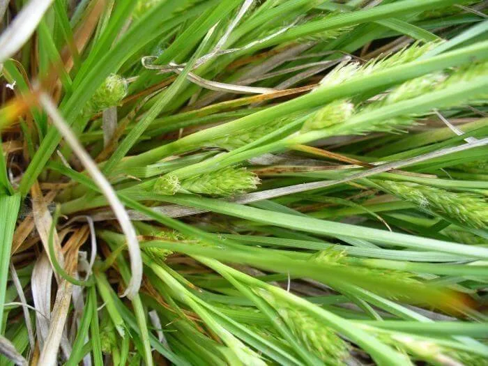 A Csutaksás (Carex secalina) fajtái, gondozási tippek, öntözés alapszabályai és teleltetési tanácsok egy helyen.