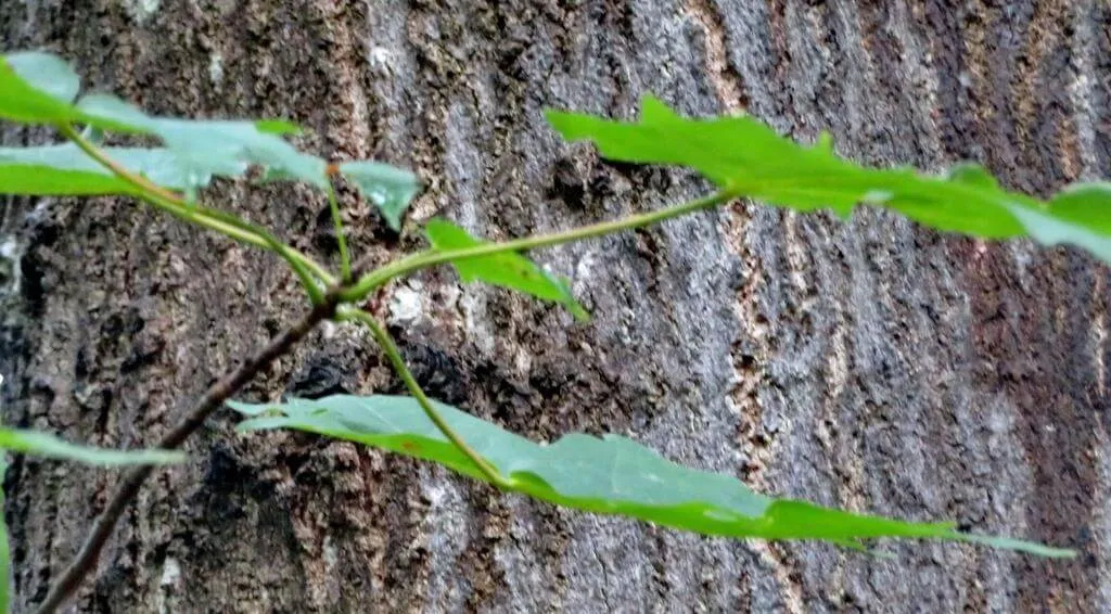 Cukorjuhar (Acer saccharum): Fajták, Gondozás és Teleltetés