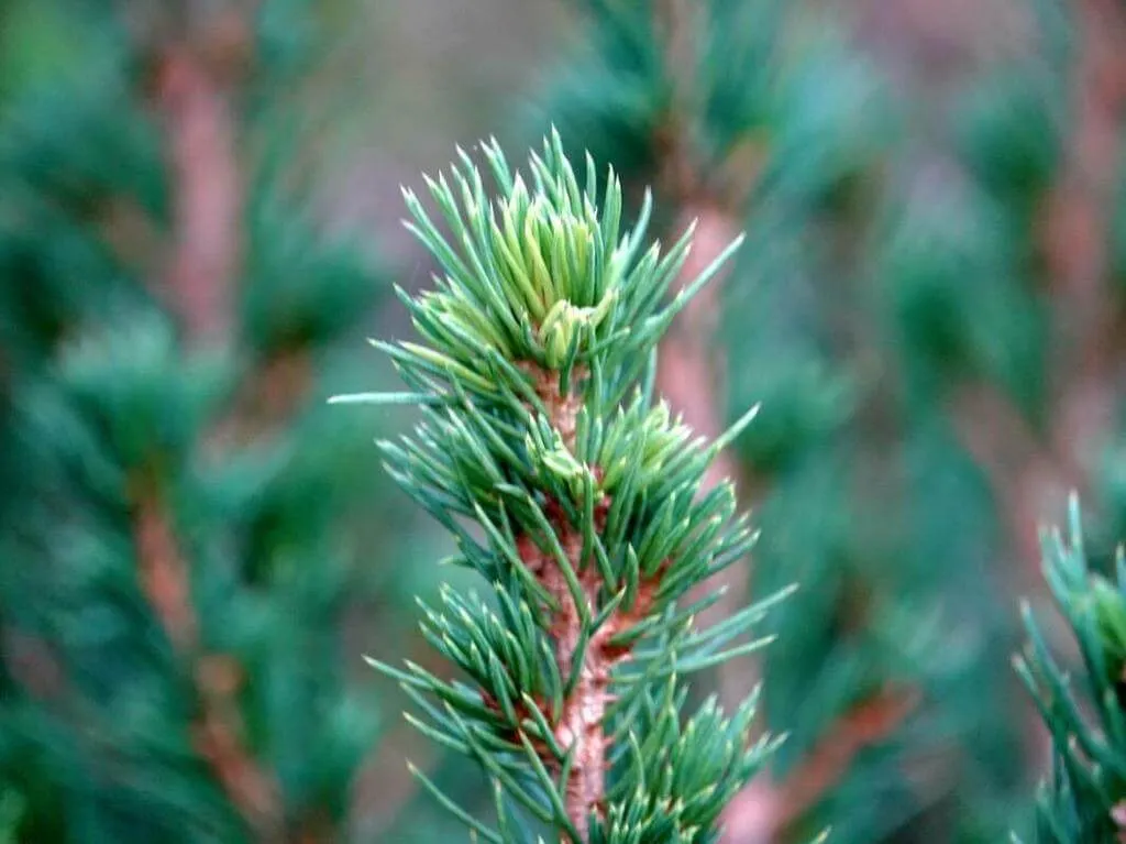 Ismerd meg a Cukorsüveg fenyő (Picea laxa) ültetési, öntözési módszereit és teleltetési tippeket egy helyen.