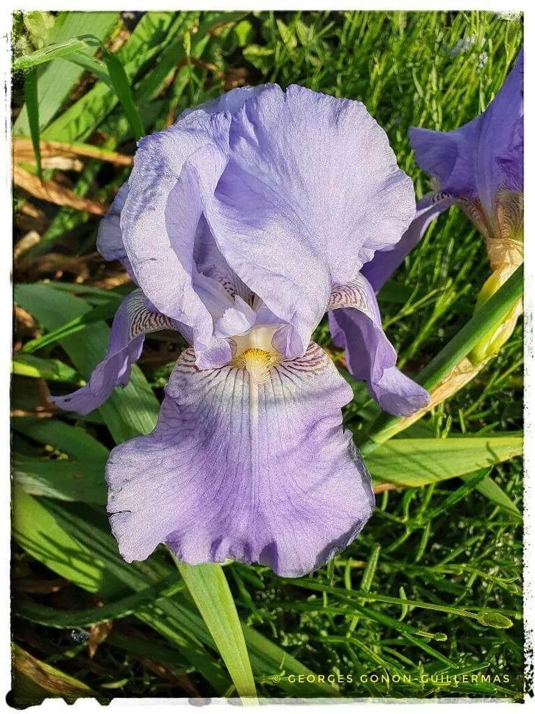 Fedezd fel a Dalmát nőszirom (Iris pallida) fajtáit, gondozását és teleltetését!