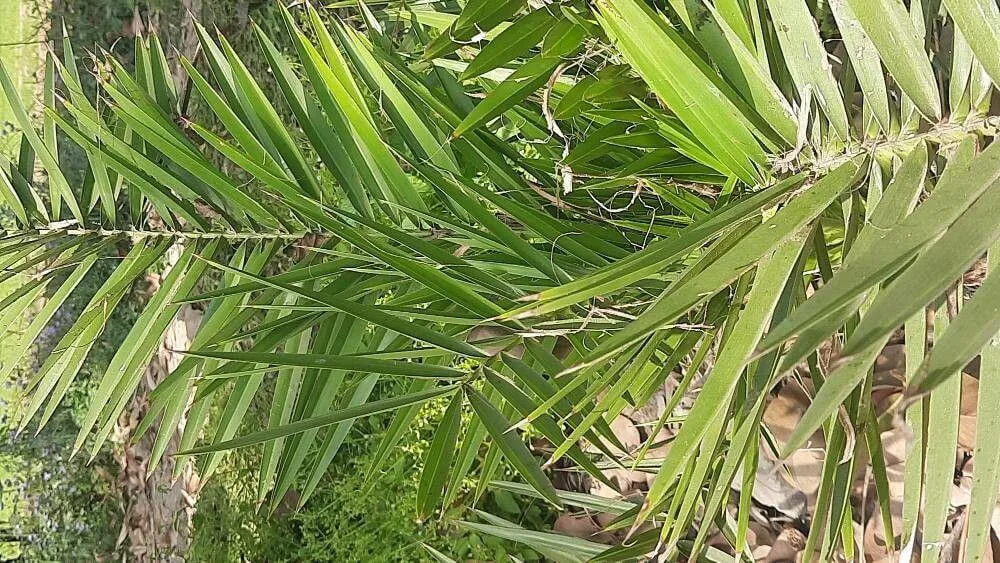Ismerd meg a Datolyapálma (Phoenix reclinata) fajtáit, gondozását és teleltetését! Ismerd meg a Datolyapálma (Phoenix reclinata) fajtáit, gondozását és teleltetését!