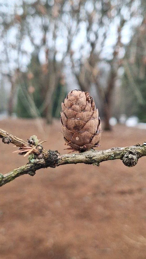 Fedezd fel a Dauriai vörösfenyőt (Larix gmelinii): fajták, gondozás és ültetés Fedezd fel a Dauriai vörösfenyőt (Larix gmelinii): fajták, gondozás és ültetés