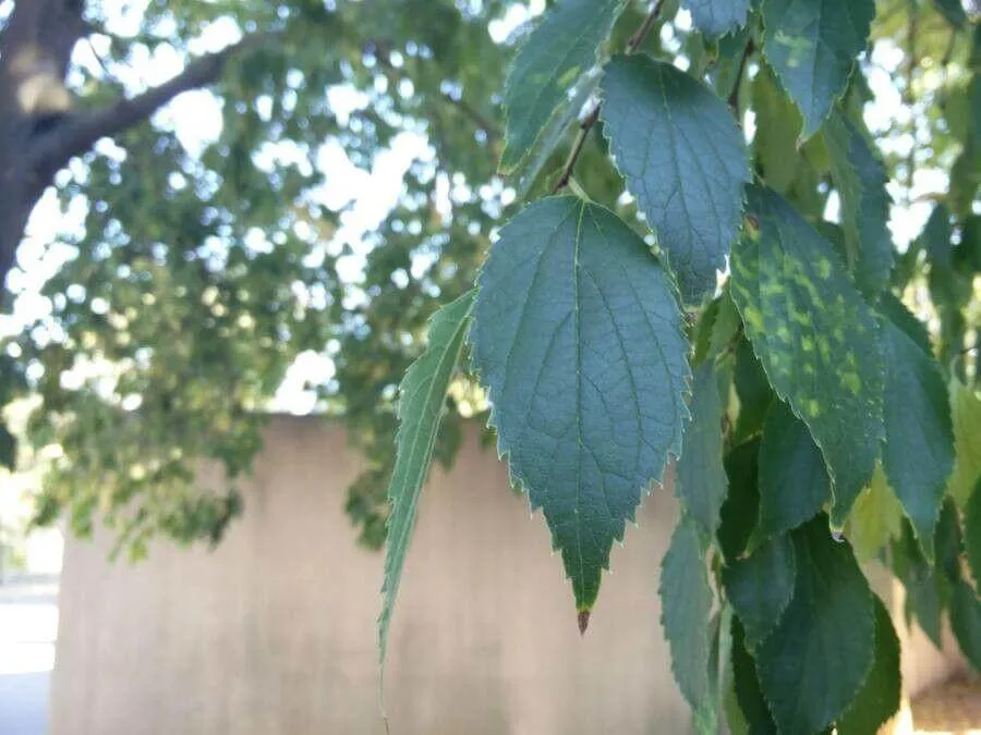 Fedezd fel a Déli ostorfa (Celtis australis) varázslatos világát: fajták, gondozás és ültetés Fedezd fel a Déli ostorfa (Celtis australis) varázslatos világát: fajták, gondozás és ültetés
