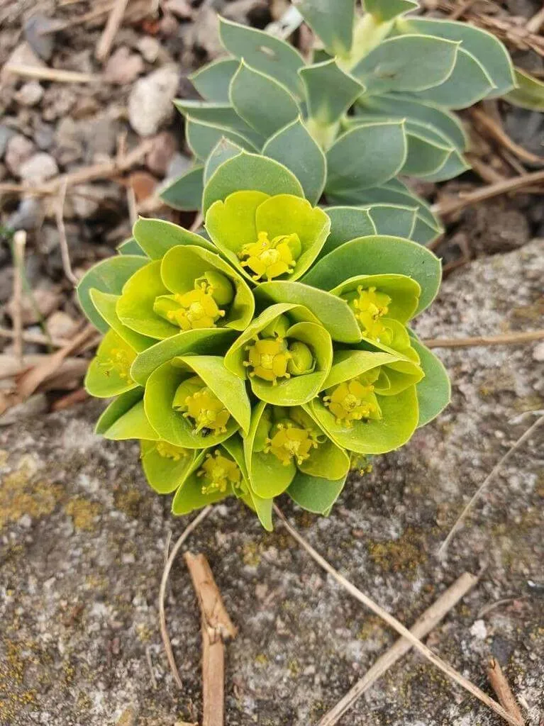 Farkas kutyatej: Fajták, Ültetés, Gondozás és Betegségek
