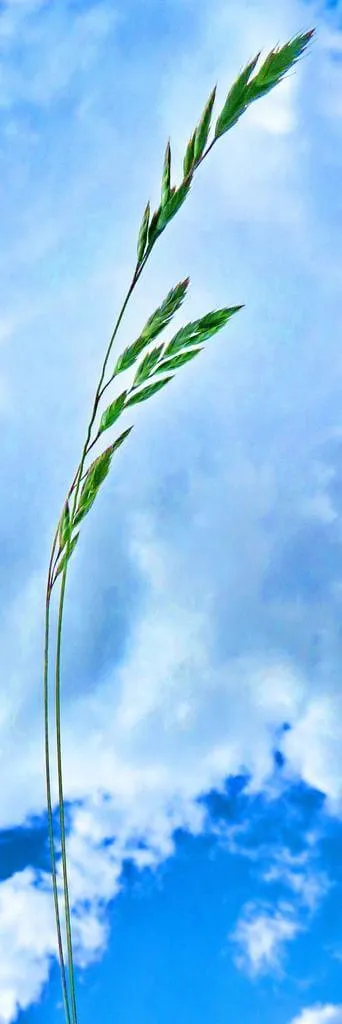 Ismerd meg a Deres csenkesz (Festuca glauca) fajtáit, gondozását és elrendezését a kertben Ismerd meg a Deres csenkesz (Festuca glauca) fajtáit, gondozását és elrendezését a kertben