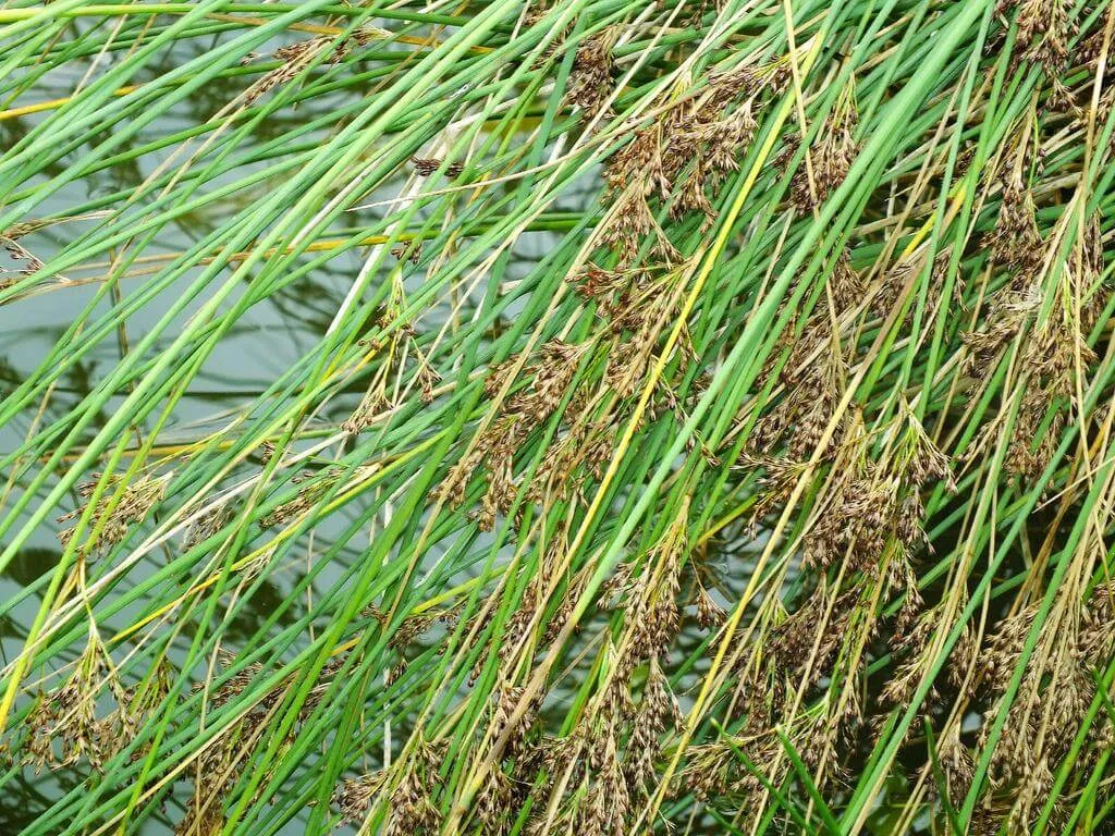 Ismerd meg a Deres szittyó (Juncus inflexus) gondozását, ültetését, teleltetését és öntözési módszereit!