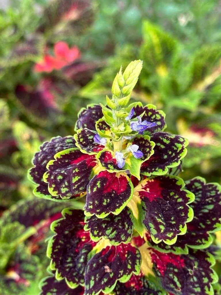 Fedezd fel a Dísz csalán (Coleus decurrens) fajtáit, gondozását és ültetését!