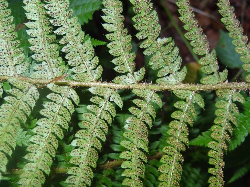 Fedezd fel a Díszes vesepáfrány (Polystichum setiferum) fajtáit, gondozását és ültetését!
