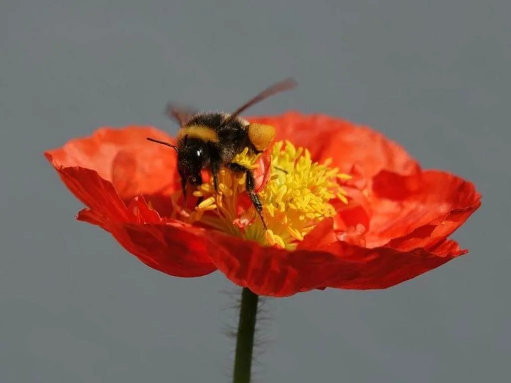 Fedezd fel a Díszpipacs (Papaver croceum) fajtáit, gondozását és ültetését