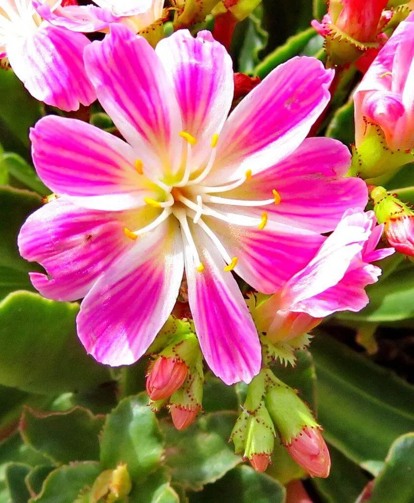 Fedezd fel a Dohánygyökér (Lewisia cotyledon) fajtáit, gondozását és ültetésének titkait! Fedezd fel a Dohánygyökér (Lewisia cotyledon) fajtáit, gondozását és ültetésének titkait!