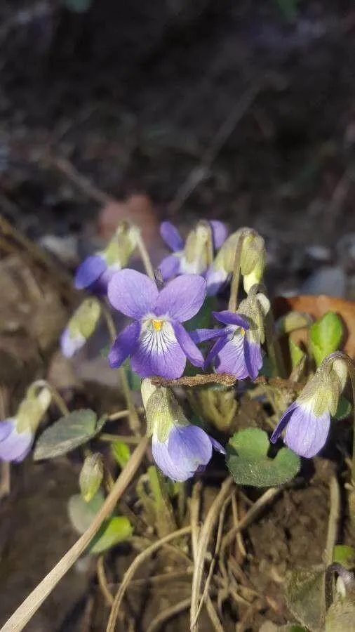Fedezd fel a Dombi ibolya (Viola collina) varázslatos világát: fajták, gondozás és ültetés Fedezd fel a Dombi ibolya (Viola collina) varázslatos világát: fajták, gondozás és ültetés