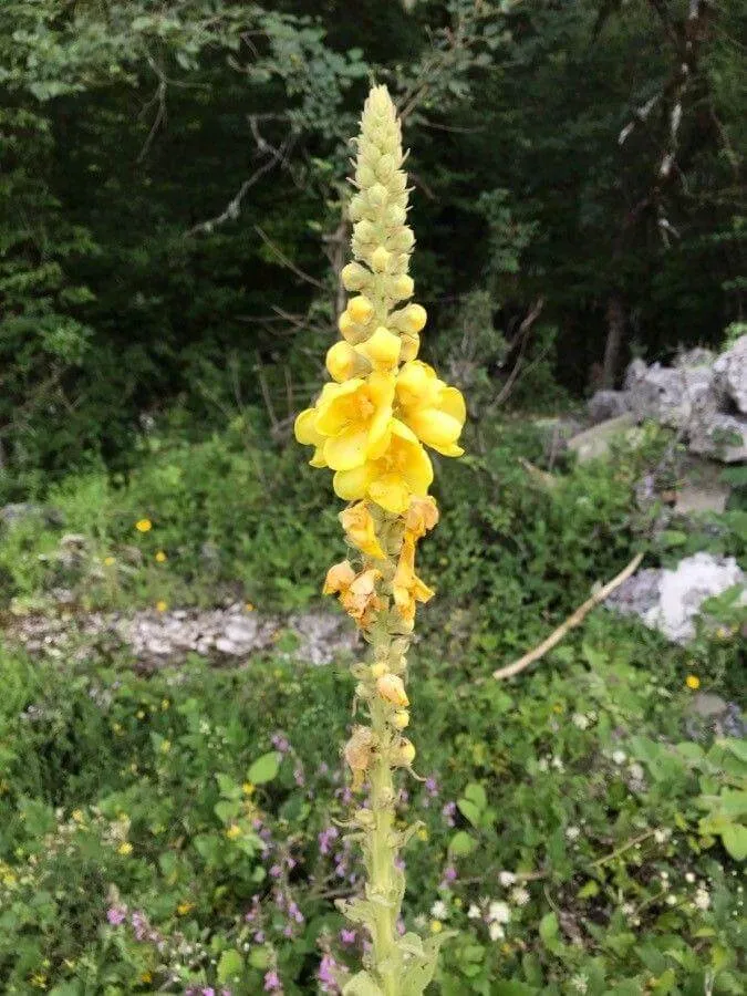 Ismerd meg a Dúsvirágú ökörfarkkóró (Verbascum densiflorum) ültetését, gondozását, teleltetését és kártevők elleni védekezésének alapszabályait.