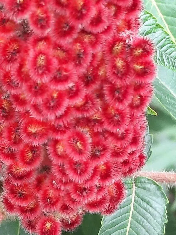 Tudd meg, hogyan kell gondozni az Ecetfát (Rhus glabra), mikor érdemes ültetni és milyen kártevőkkel találkozhatsz!