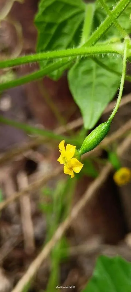 Fedezd fel az Egérdinnye (Melothria scabra) fajtáit, gondozását és szaporítását!