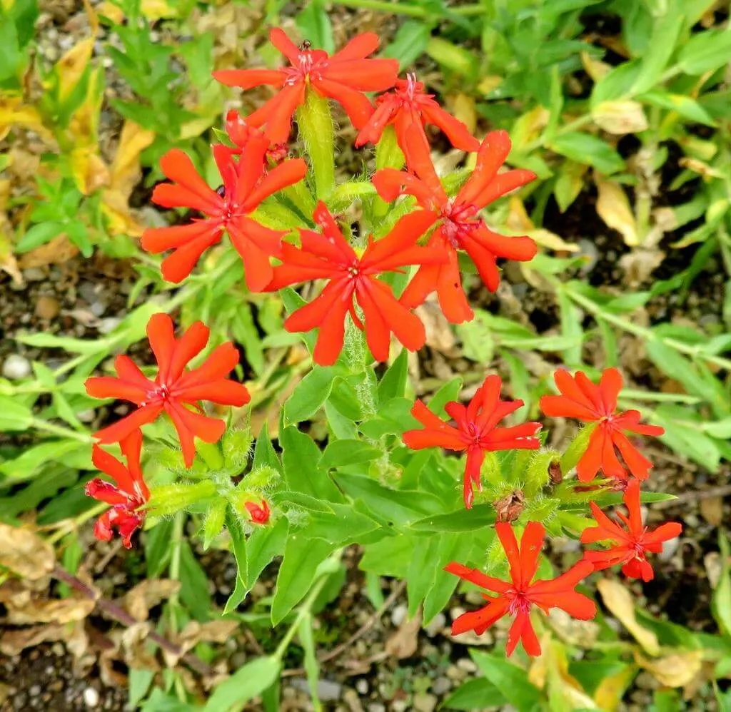 Fedezd fel az Égőszerelem virág (Silene chalcedonica) csodáit: ültetés, gondozás és szaporítás