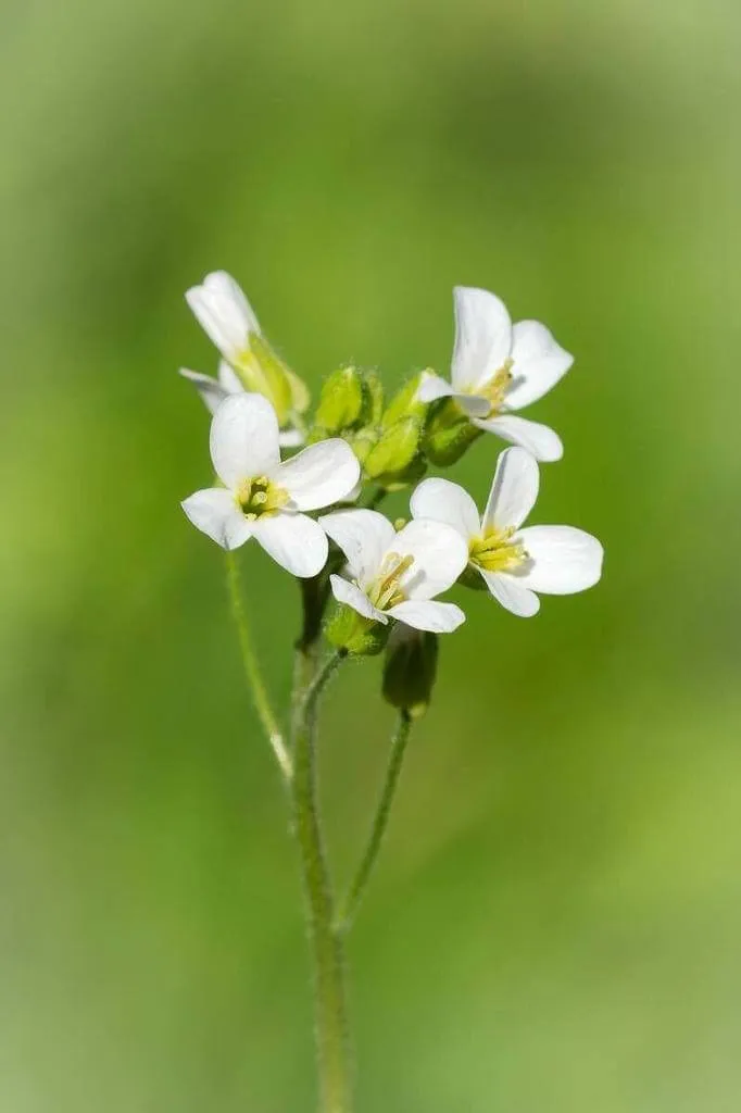 Ismerd meg az Egyenes ikravirágot (Arabis nova), a gyönyörű évelő növényt! Tudd meg, hogyan kell gondozni, teleltetni és szaporítani.