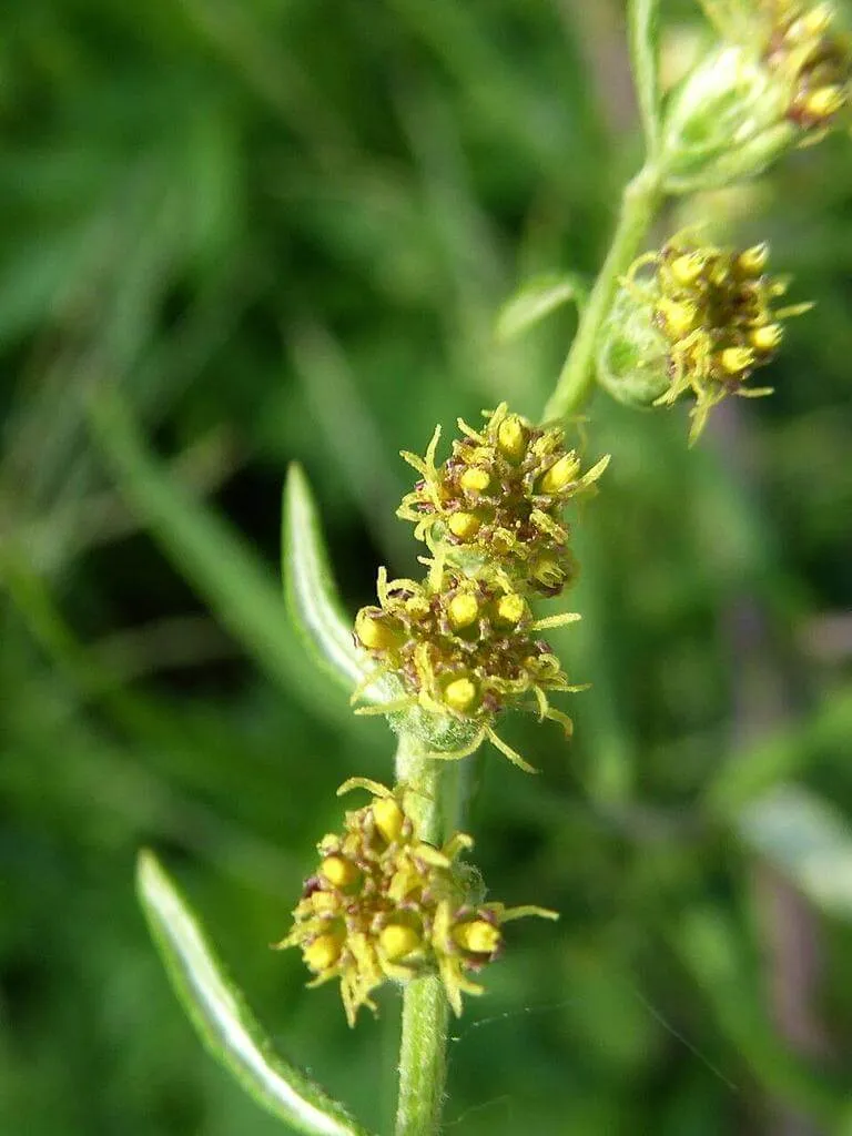 Egynyári üröm (Artemisia annua) fajtáit, gondozását és jótékony hatásait!