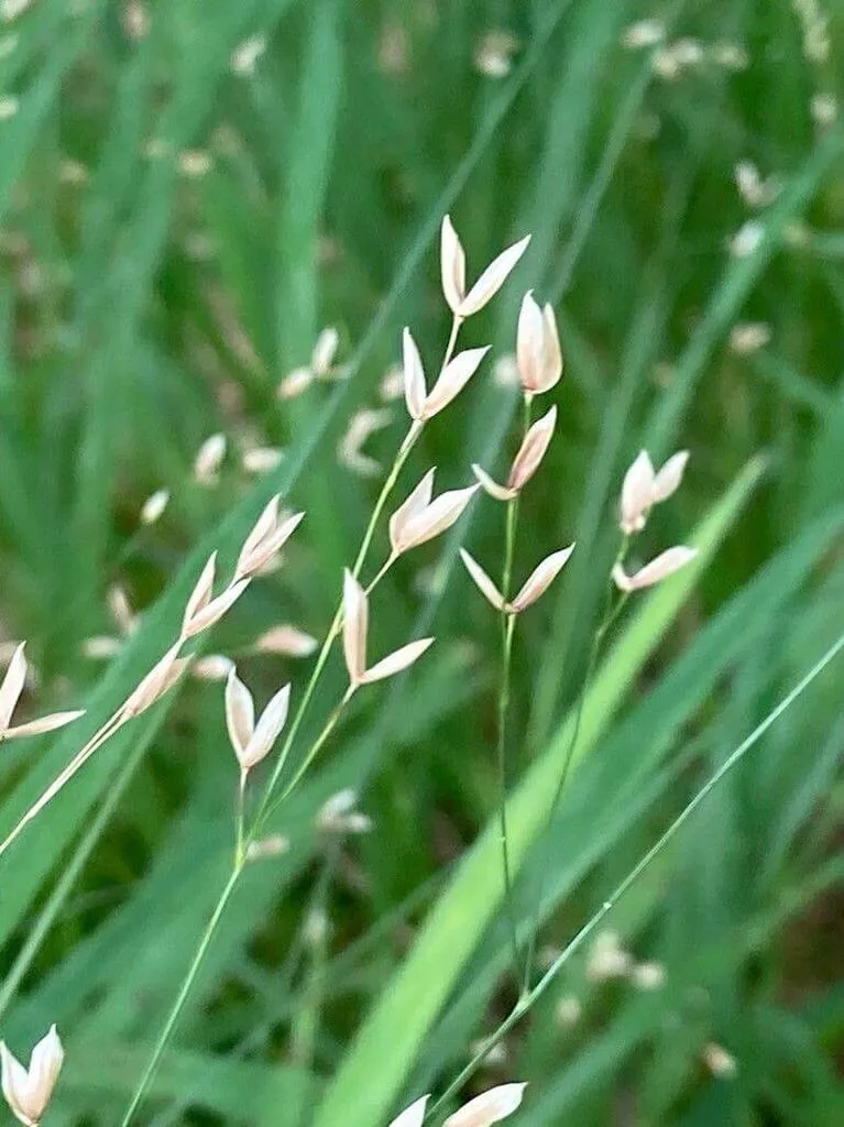Egyvirágú gyöngyperje (Melica uniflora) fajtáit, gondozását és teleltetését Egyvirágú gyöngyperje (Melica uniflora) fajtáit, gondozását és teleltetését
