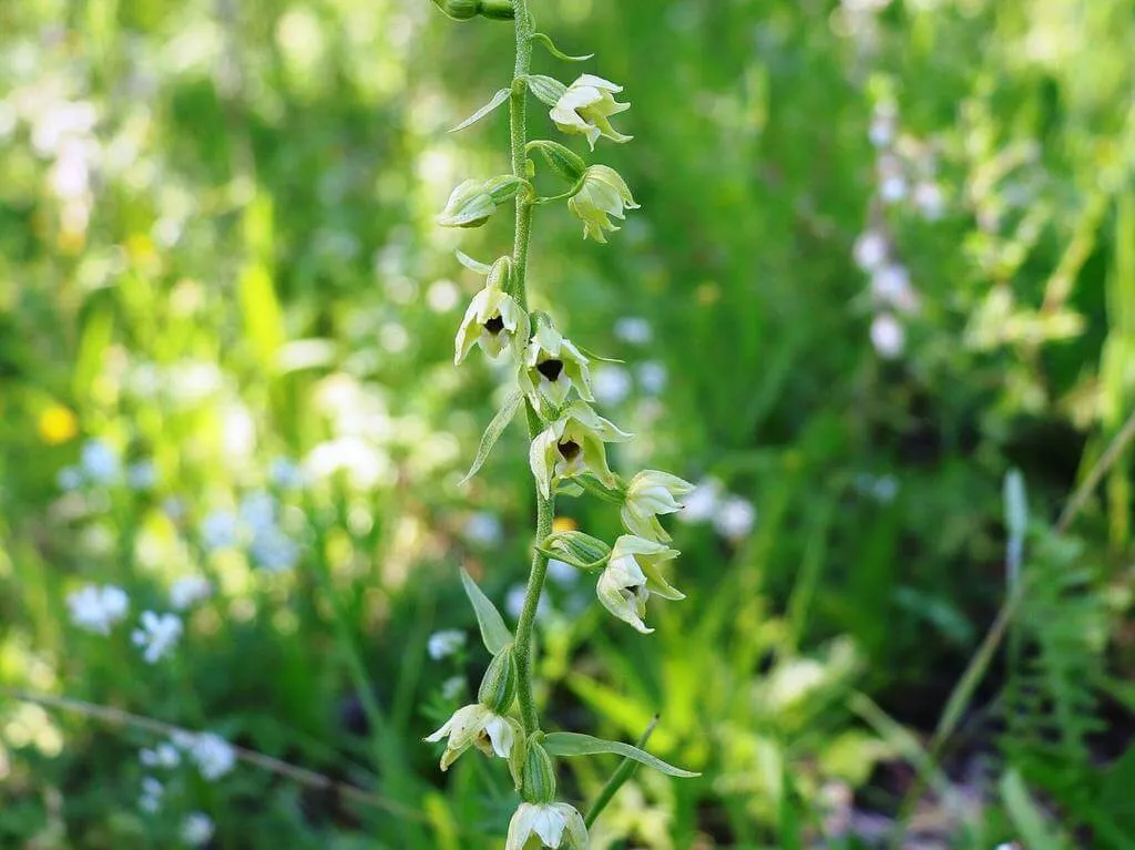 Ismerd meg az Elbai nőszőfüvet; tudd meg hogyan kell ültetni, gondozni, teleltetni és szaporítani ezt a különleges orchideát!