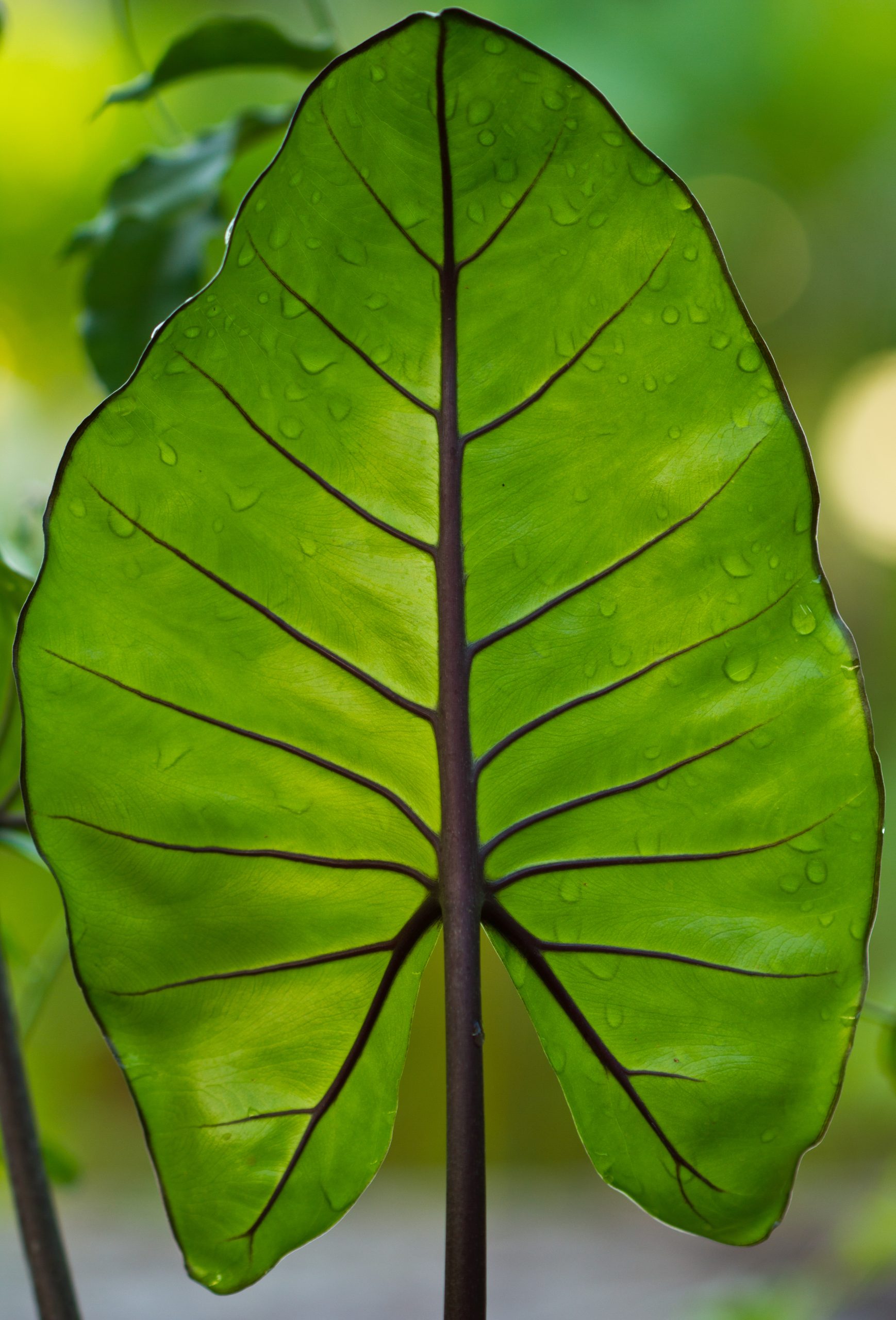 Elefántfül a kertben: amikor a növények is nagyot akarnak villantani