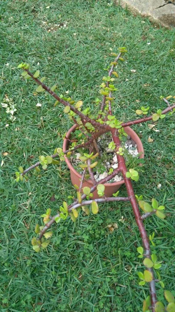 Ismerd meg az Elefántcserje (Portulacaria afra) gondozását, teleltetését, öntözését és szaporítását a legjobb eredményekért!