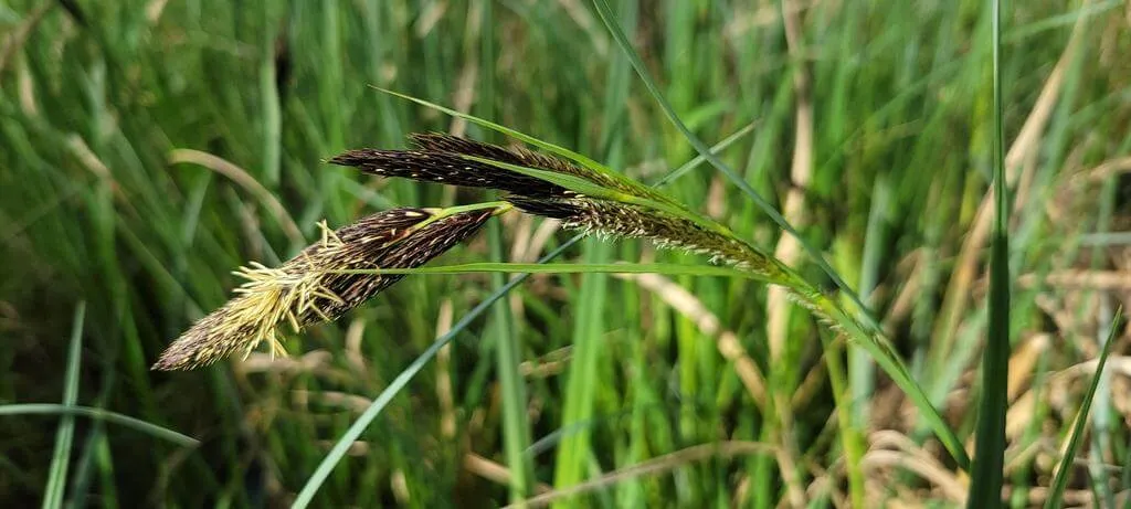 Tudd meg, hogyan kell gondozni és teleltetni az Éles sást (Carex acuta), valamint ismerd meg a növény fajtáit és vízigényét!