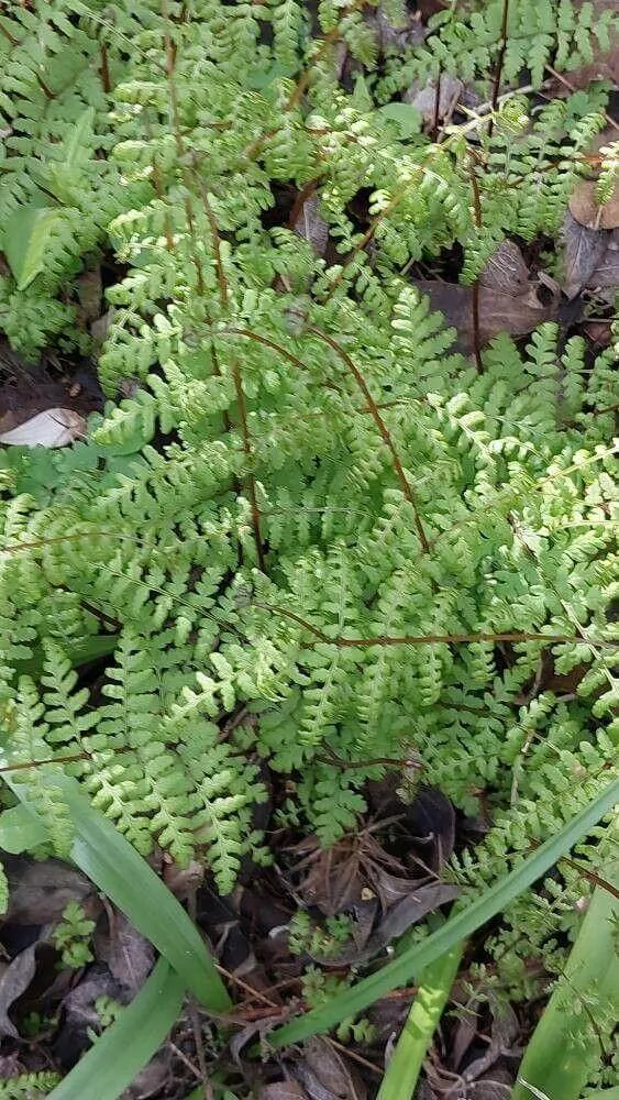 Elevenszülő hólyagpáfrány (Cystopteris bulbifera): Gondozás, ültetés és szaporítás titkai