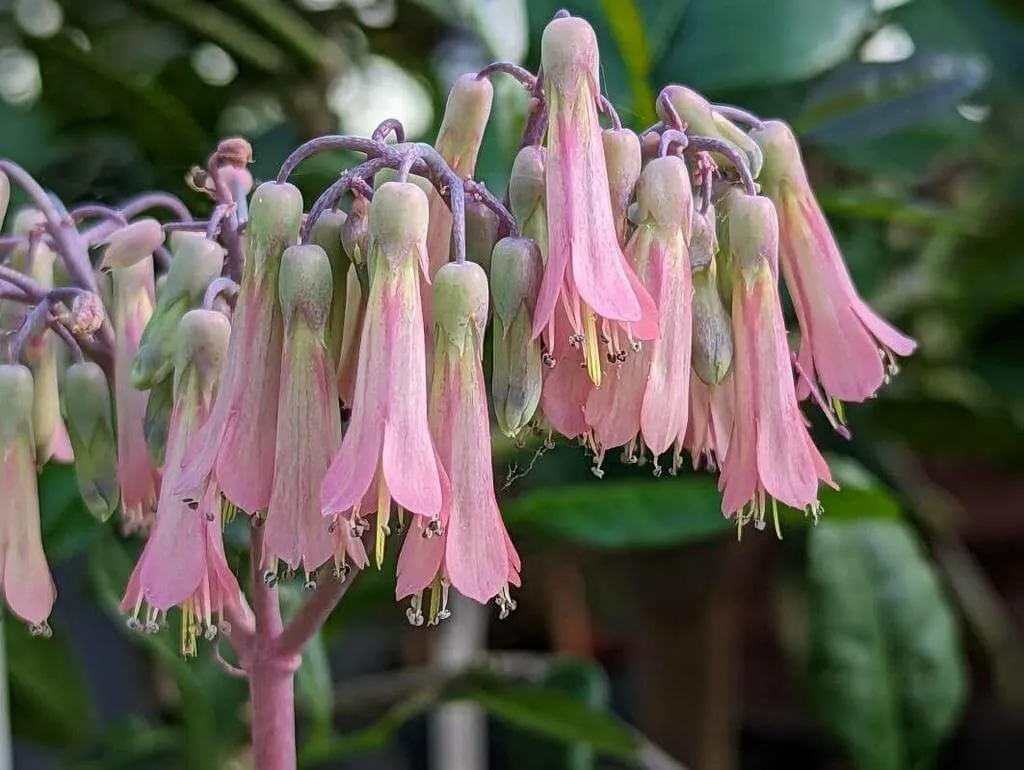 Fedezd fel az Elevenszülő korallvirág (Kalanchoe daigremontiana) titkait: gondozás, teleltetés és szaporítás