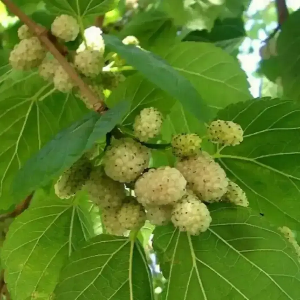 Eperfa fajtái, ültetése, metszése és gondozása: A Morus alba titkai