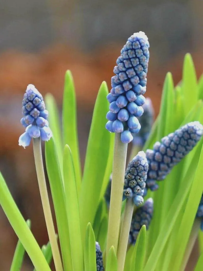 Ismerd meg az Epergyöngyikét, a Muscari botryoides fajtáit, gondozását, teleltetését és szaporítását egy helyen!