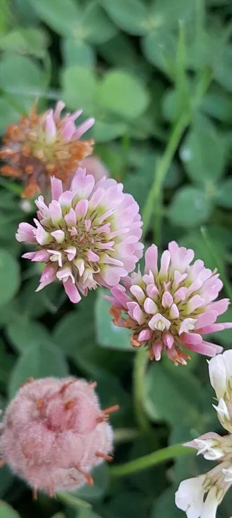 Fedezd fel az Eperhere (Trifolium fragiferum) fajtáit, gondozását és ültetését! Fedezd fel az Eperhere (Trifolium fragiferum) fajtáit, gondozását és ültetését!