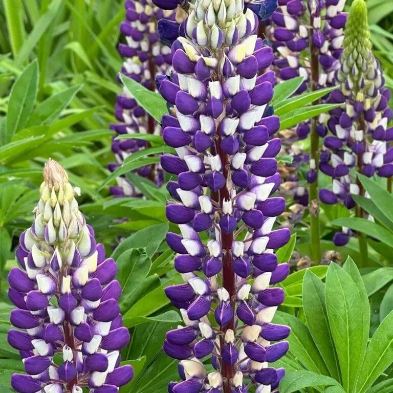 Erdei csillagfürt (Lupinus polyphyllus): Fajták, Gondozás és Ültetés