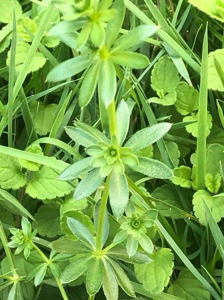 Erdei galaj (Galium sylvaticum): Fajtái, Gondozása, Ültetése és Betegségei Erdei galaj (Galium sylvaticum): Fajtái, Gondozása, Ültetése és Betegségei