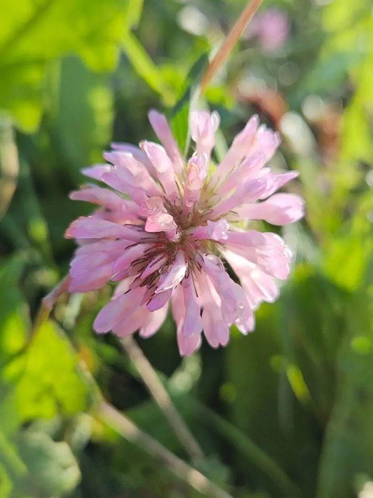 Erdei here (Trifolium medium): fajtái, ültetése, metszése és betegségei Erdei here (Trifolium medium): fajtái, ültetése, metszése és betegségei