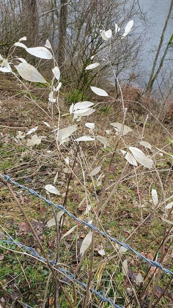 Erdei holdviola (Lunaria rediviva): Fajtái, Ültetése, Metszése és Betegségei