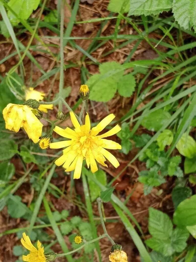 Fedezd fel az Erdei hölgymál (Hieracium murorum) fajtáit, gondozását, teleltetését és a kártevők elleni védekezést!