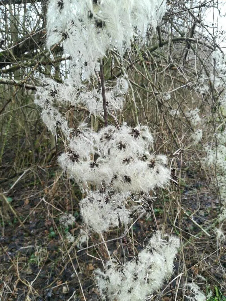 Erdei iszalag (Clematis vitalba): Fajtái, Ültetése, Metszése és Betegségei