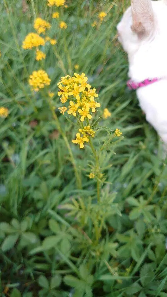 Fedezd fel az Erdei kányafű (Rorippa sylvestris) fajtáit, gondozását, teleltetését és a leggyakoribb betegségeit!