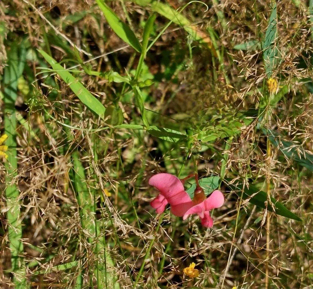 Erdei lednek (Lathyrus sylvestris): fajtái, ültetése, metszése és betegségei