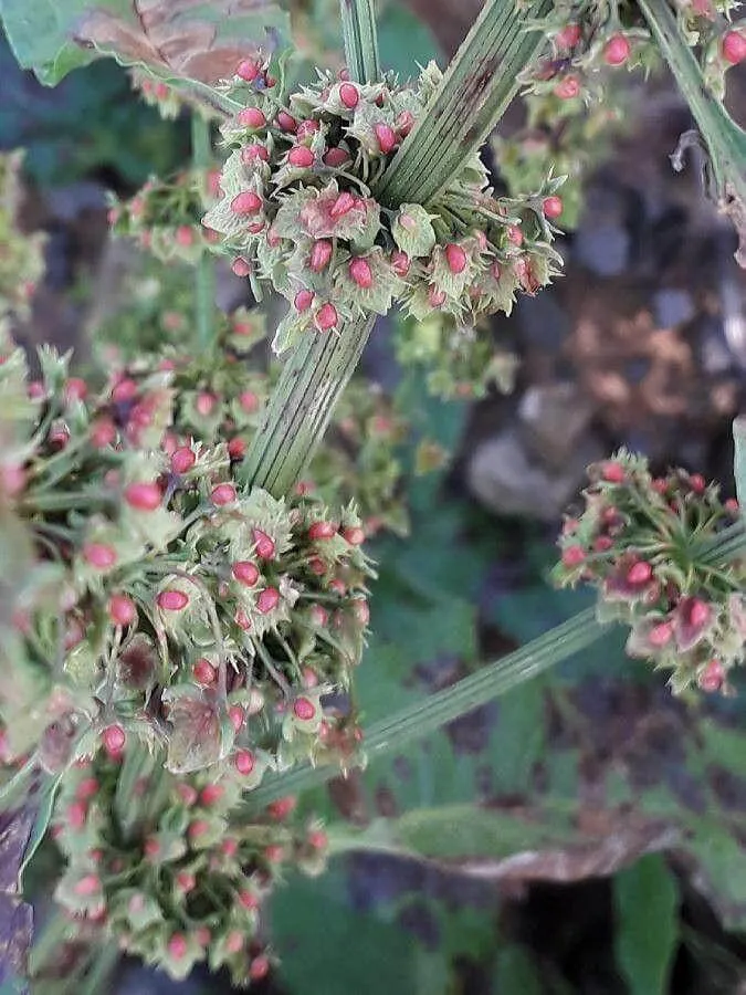 Erdei lórom (Rumex sanguineus): fajták, ültetés, metszés és betegségek