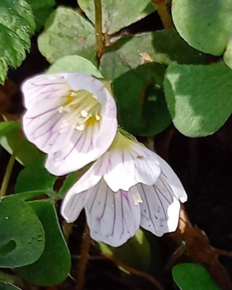 Erdei madársóska (Oxalis acetosella): fajtái, gondozása, ültetése és betegségei