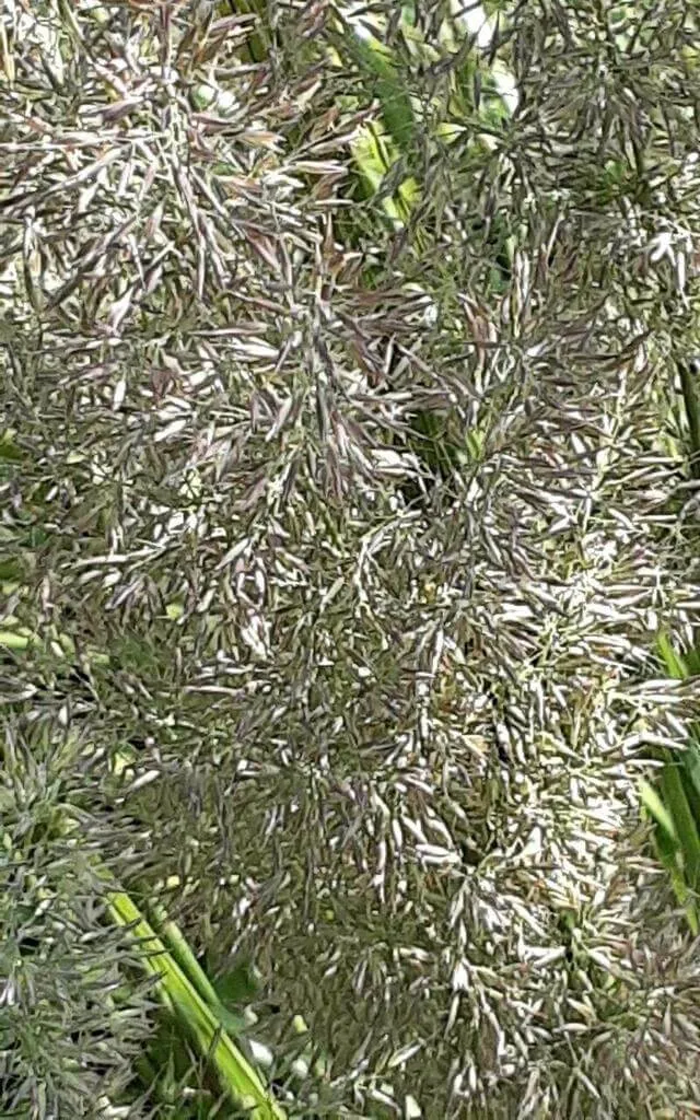 Erdei nádtippan (Calamagrostis arundinacea): fajták, ültetés, metszés és betegségek