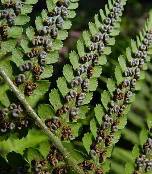 Ismerd meg az Erdei pajzsikát (Dryopteris filix-mas), fajtáit, gondozását, teleltetését és a gyakori betegségek elleni védekezést!