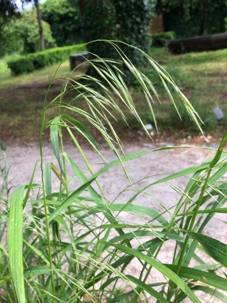 Fedezd fel az Erdei rozsnokot (Bromus benekenii) - ismerd meg fajtáit, gondozását, teleltetését és a leggyakoribb betegségeit!