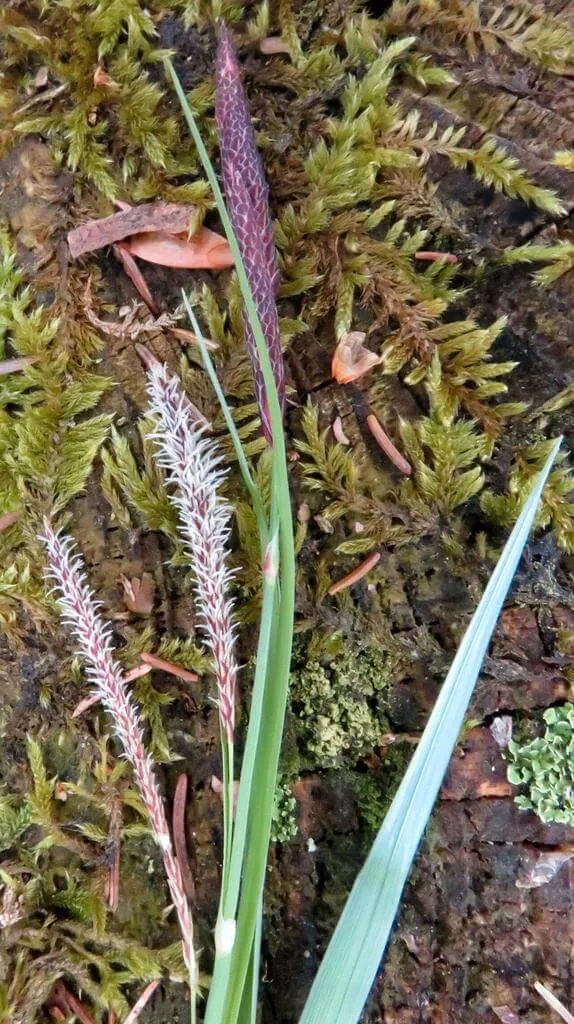 Erdei sás (Carex sylvatica): fajtái, ültetése, metszése és betegségei Erdei sás (Carex sylvatica): fajtái, ültetése, metszése és betegségei