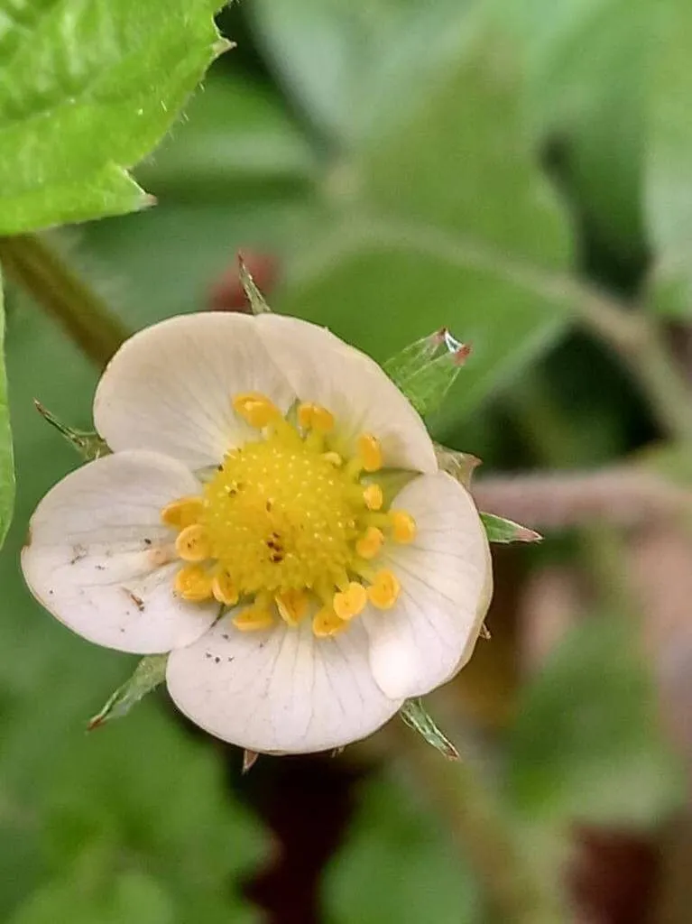 Fedezd fel az Erdei szamóca (Fragaria vesca) fajtáit, gondozását, teleltetését és a leggyakoribb kártevőket!