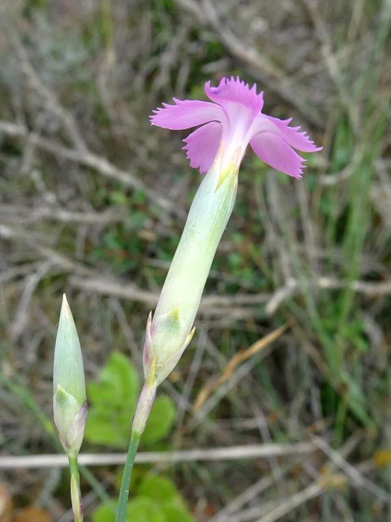 Erdei szegfű (Dianthus sylvestris): Fajták, Gondozás, Ültetés és Betegségek